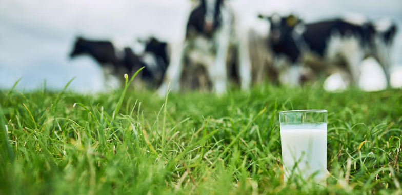 Glass of milk in a paddock with blurred cows in the background
